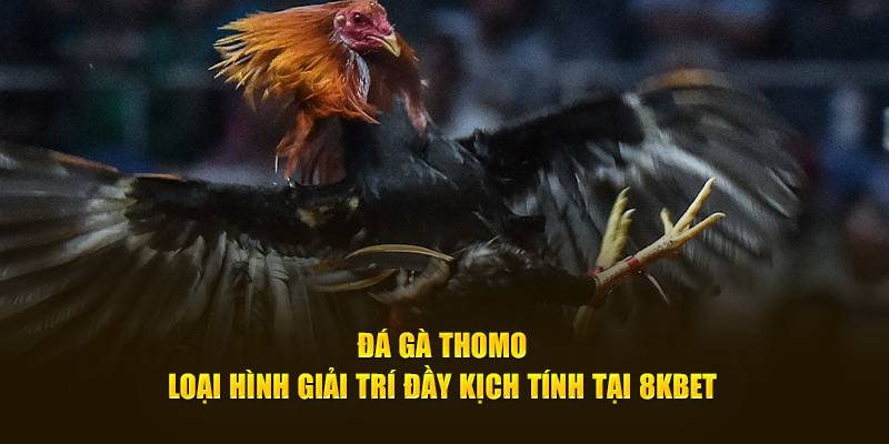 Đá Gà Thomo - Loại Hình Giải Trí Đầy Kịch Tính Tại 8KBET